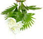 flower-back.png (723×665)