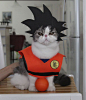 I Make Costumes For My Cats