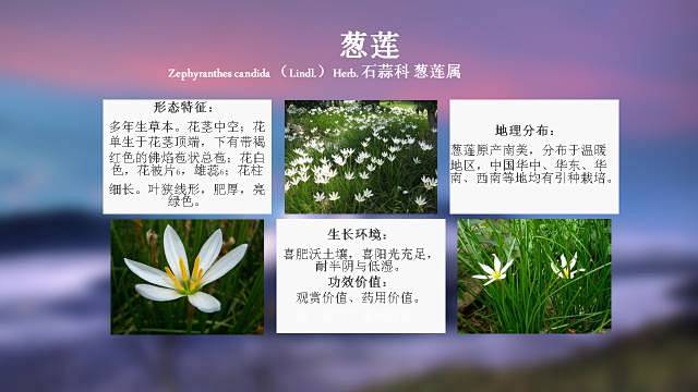 100种 · 常用园林植物，图文并茂 :...