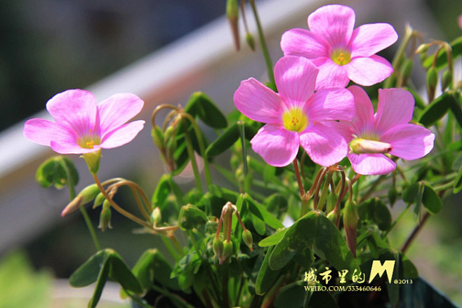 转自踏花行城市里的山民的帖子http:/...