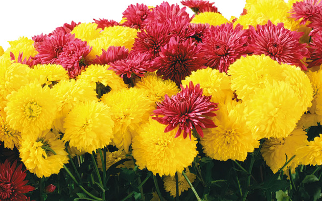 鲜花簇拥2壁纸4