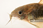 A bronze corydoras catfish, Corydoras aeneus, at Jurong Bird Park.