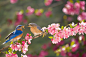 'Eastern Bluebirds, male feeding the female'