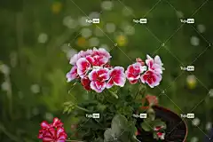 花朵 全高清壁纸 花卉背景 粉红色的花朵 盛开 Mac壁纸 高清壁纸