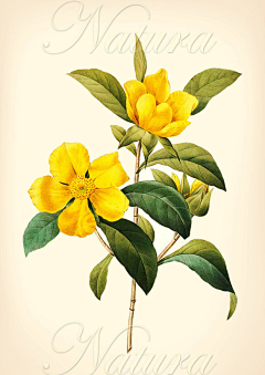 ＣＪJ采集到花素材