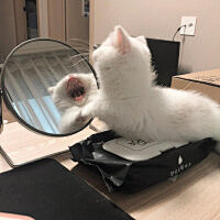 奶king采集到猫 狗热恋