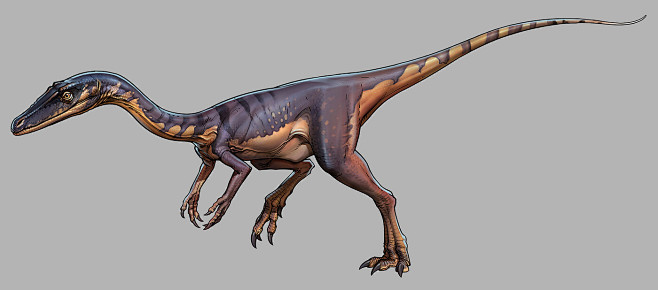 Coelophysis, Mr Jack...
