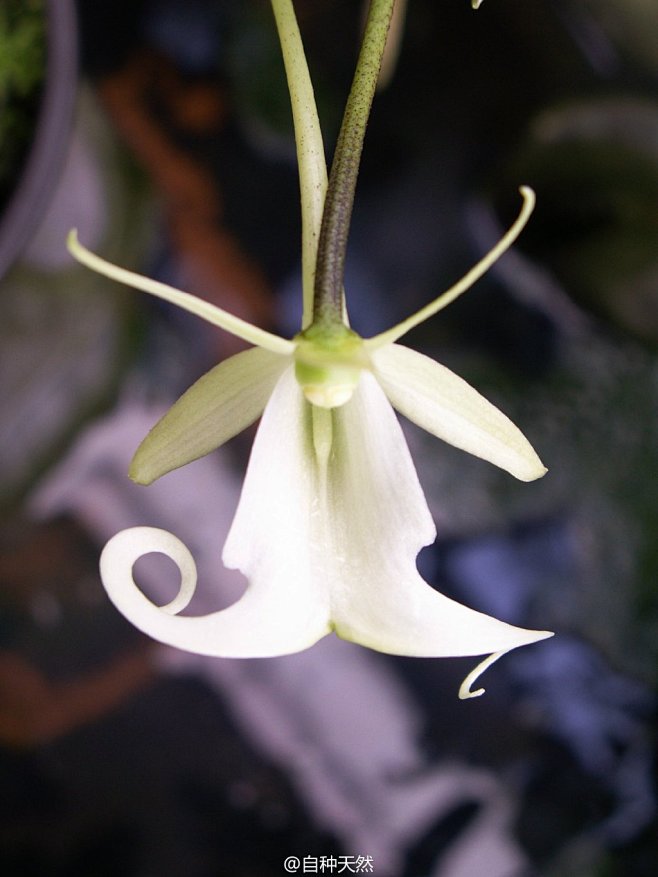 植物青蛙蛙型兰别称幽灵兰鬼魂兰鬼兰英文名theghostorchid学名polyr