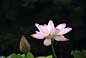 荷花
Lotus
花语：坚贞、纯洁
别名：水芝、泽华、水旦、灵草、玉芝、六月春、中国莲、出水芙蓉。
生长环境：温带、亚热带水中
分布：东亚、中亚、西亚、北美等地区。
花朵的各个部位可入菜
历史悠久：起源最早的被子植物，早在一亿多年前的中生代白垩纪，北半球的水域就有荷花的身影。
在柴达木盆地发现了距今1000万年的荷叶化石。
莲子的存活时间也堪称奇迹，发现了新石器时代的莲子，经过培育，竟繁殖生长，开花了。
  清水出芙蓉
  天然去雕饰

毕竟西湖六月中
风光不与四十同
接天莲叶无穷碧
映日荷花别样红