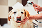 Dog taking a bath