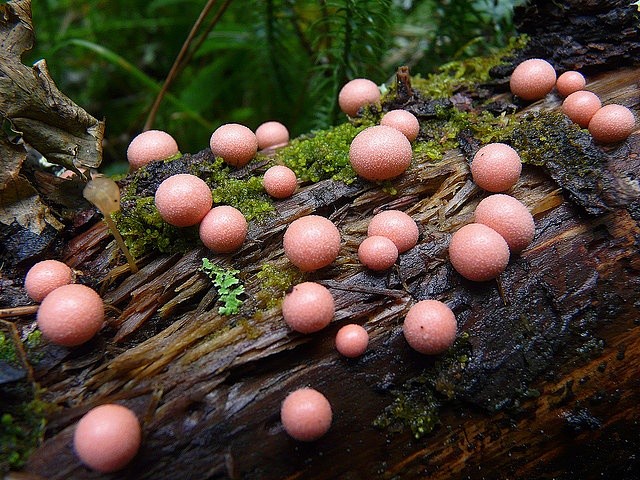 Fungi