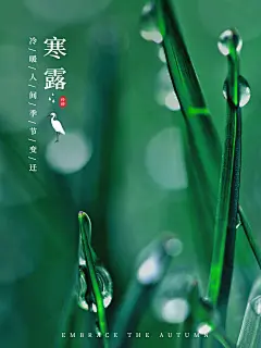 节气寒露晒风景简约风plog模板