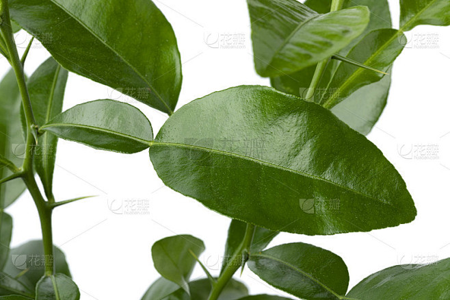 新鲜的卡菲尔酸橙叶靠近