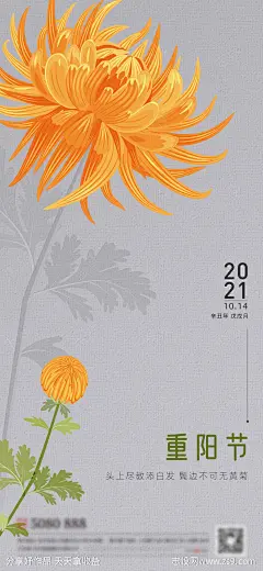 重阳节感恩父母菊花手绘插画创意海报-源文件-志设网-zs9.com