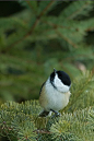 Black-capped Chickadee | Birds & Fish | Pinterest