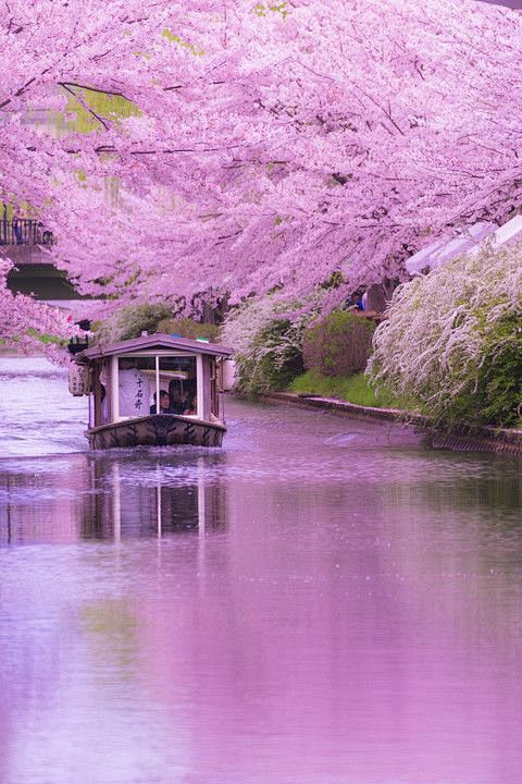 Kyoto (京都市): 