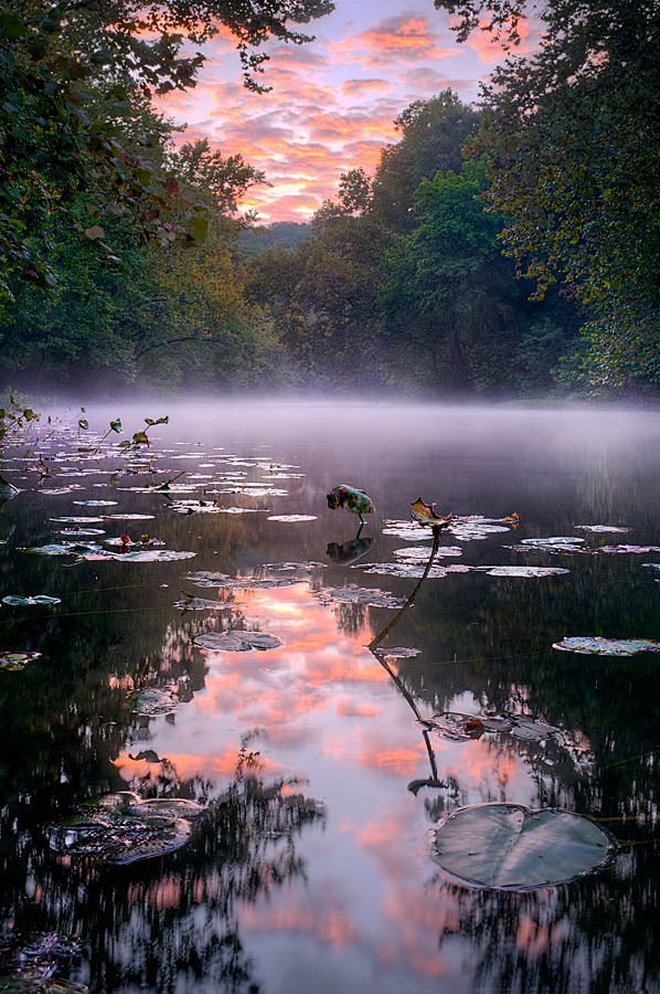 睡莲和薄雾，库尔图瓦在密苏里河 