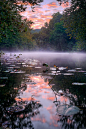 Water Lilies and Mist, Courtois Creek in Missouri