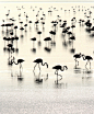 【摄影】《Flamingos in their world》（火烈鸟），来自印度摄影师Kiran Sham，他的作品站点：http://t.cn/zYeOO32。