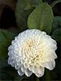 【花卉写真】Dahlia <wbr>(大丽花45P)