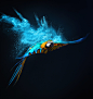 飞翔的鹦鹉与粉末高清摄影图片 - 素材中国16素材网