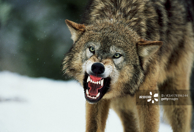 snarling gray wolf