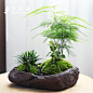 文竹盆栽植物室内绿植菖蒲盆景办公室盆栽绿色植物花卉玉龙草文竹