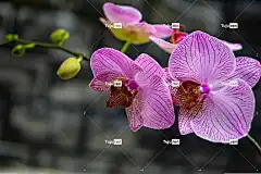 蝴蝶兰 兰花 紫色的花朵 花瓣 花卉背景 紫色花瓣 盛开 花壁纸