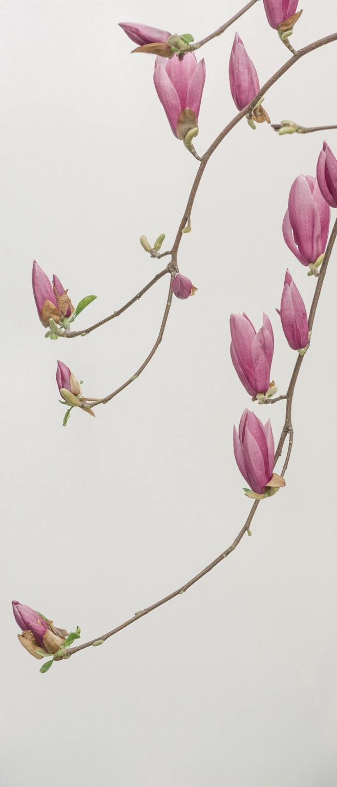 粉红色的花瓣壁纸