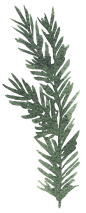 淡雅圣诞水彩手绘植物花环元素免抠PNG图案 PS装饰卡片设计素材 (121)