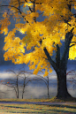 golden autumn maple