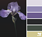 iris hues #采集大赛#