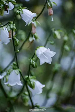 花草 - 高清图片，堆糖，美图壁纸兴趣社区