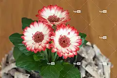非洲菊 花壁纸 花 植物 春天的花朵 粉色的 白色的 开花