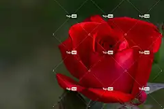 玫瑰 开花 玫瑰花 花壁纸 美丽的花朵 红色的 花卉背景 美丽