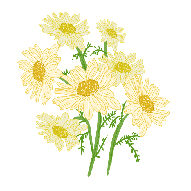 雏菊