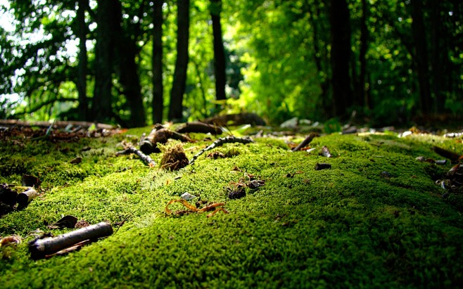 forests green moss t...