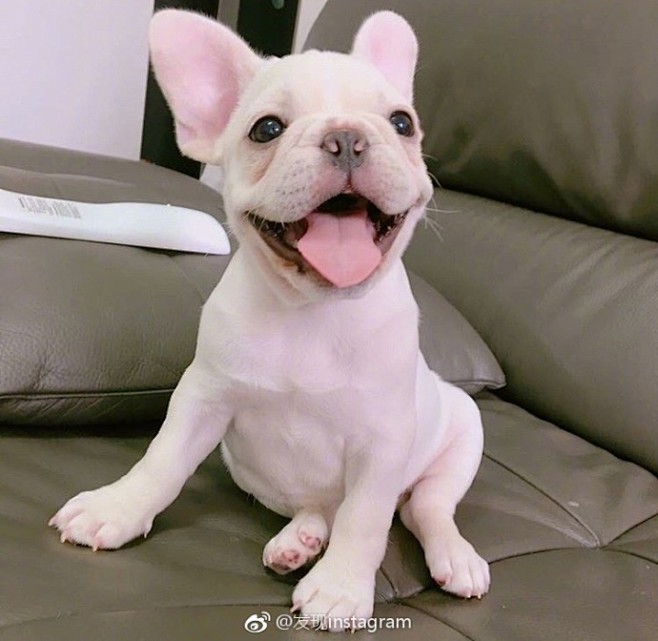 想拥有一只蠢萌小法斗ins0507f67676767