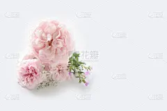 分离着色,白色背景,英国玫瑰,自然美,美,贺卡,水平画幅,可爱的,情人节,背景分离