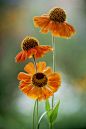 heleniums 