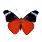 Butterfly Panacea Prola Verso - red flasher | Real Butterfly Gifts Framed Butterflies and Insect Displays