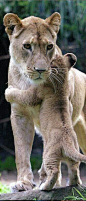 Lion Cub hug: 