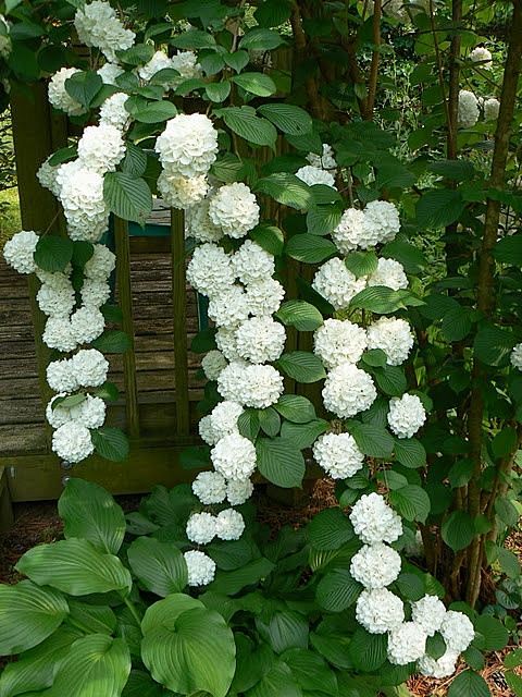 Climbing hydrangea