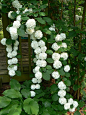 Climbing hydrangea....GORGEOUS!!!!