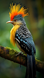 the most beautiful bird on the Indonesian island of Kalimantan,