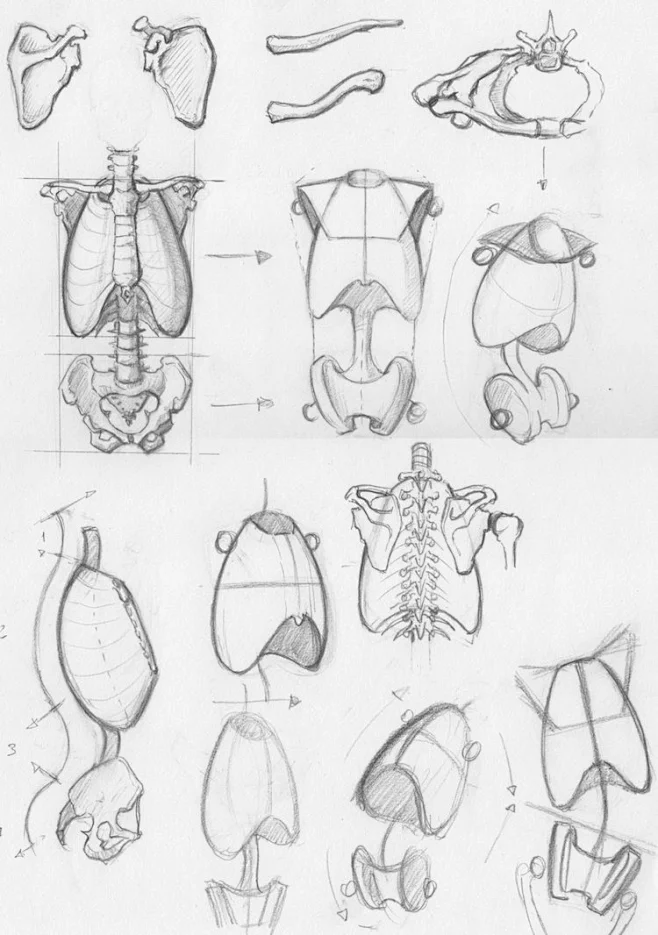 Random anatomy sketches 2 by *RV1994 on deviantART-花瓣网