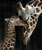 妈妈和宝宝长颈鹿_来自仙小欢高的图片分享|方框网
