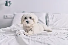 点击来源直接获取大图文件 |可爱的白狗在床上