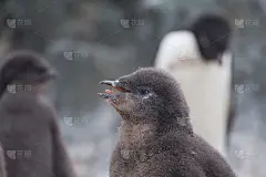 近距离观察阿德利企鹅的小企鹅似乎在微笑