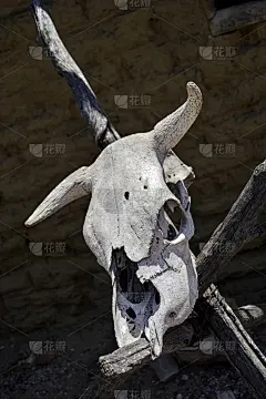 漂白引导头骨